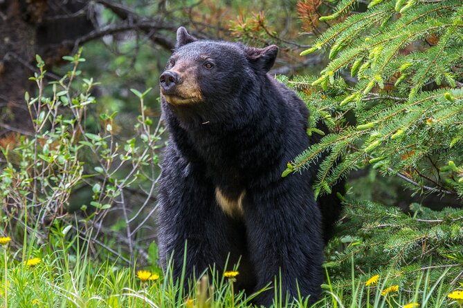 Jasper Evening Wildlife Tour - Group Size