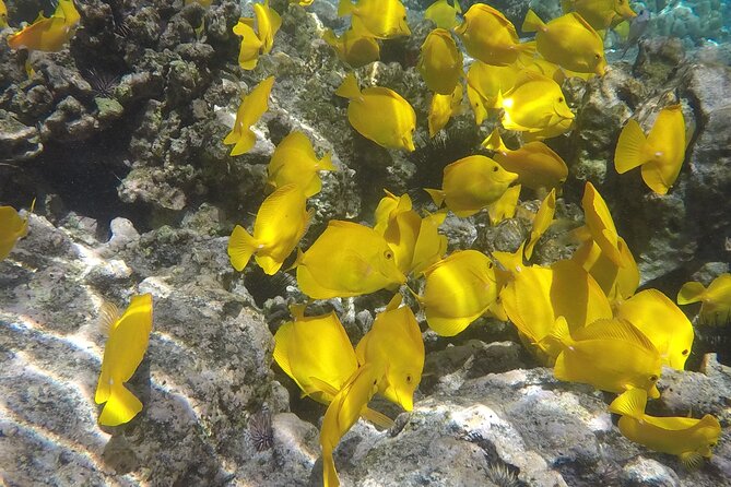 Kealakekua Snorkel and Sail Adventure - Meeting Point and Logistics