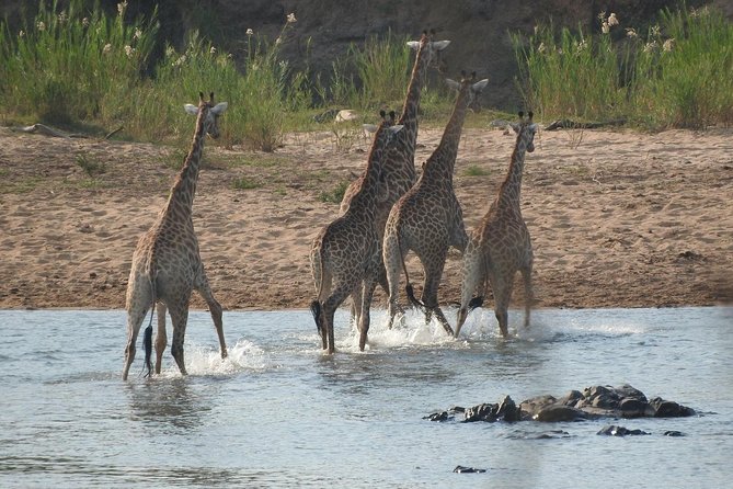 Kruger Safari Tour - Morning Half Day - Wildlife Viewing Opportunities