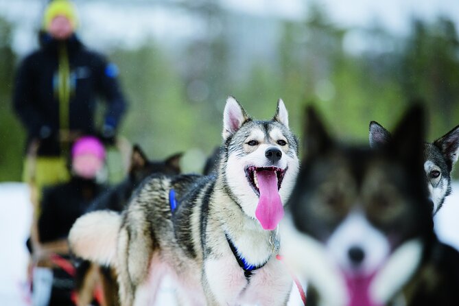 Lapland Reindeer and Husky Safari From Levi - Meet the Reindeer and Huskies