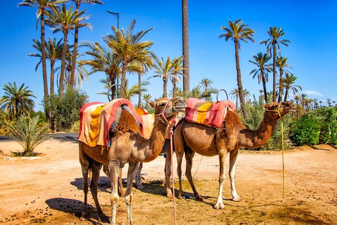 Marrakech Camel Ride Experience With Pick-Up - Included in the Package