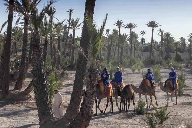 Marrakech Camel Ride in Palmeraie - Customer Reviews and Ratings