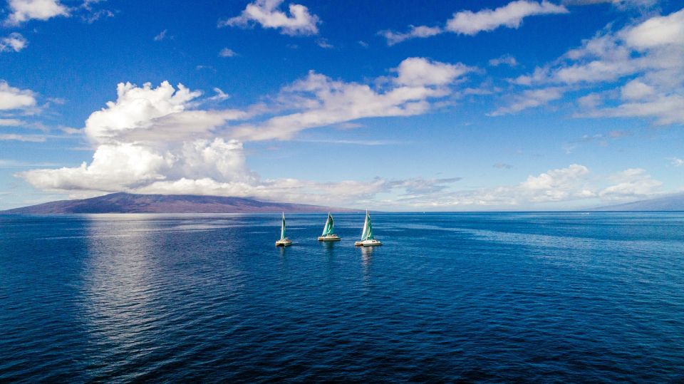 Maui: Kaanapali Wild Dolphin Sail - Customer Reviews and Ratings