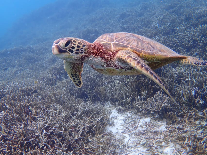 Miyako Island: Sea Turtle Snorkeling Tour - Preparation and Important Information