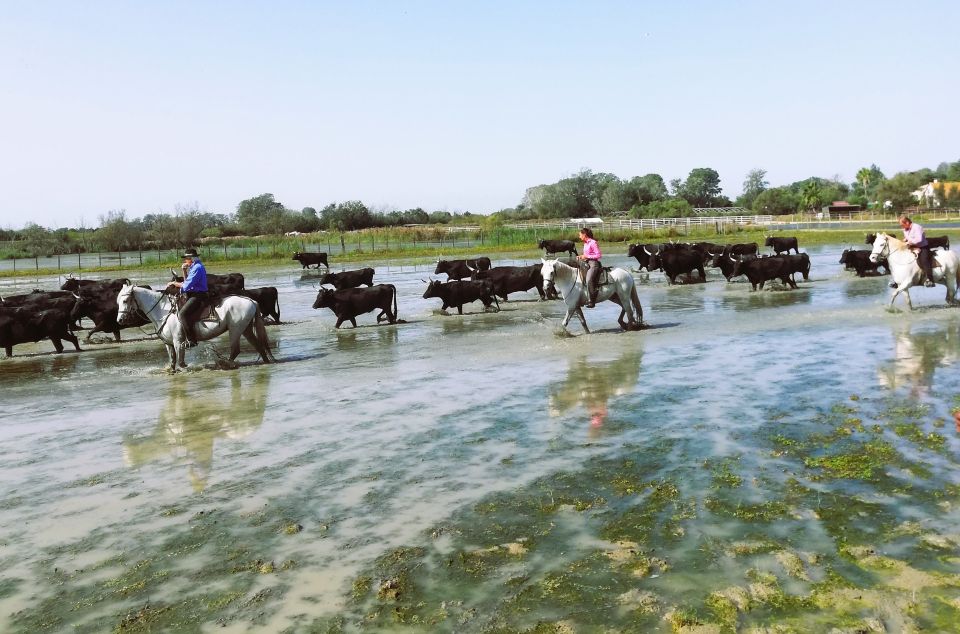 Montpellier: Guided Half-Day Trip to a Camargue Manade - Logistics and Meeting Information