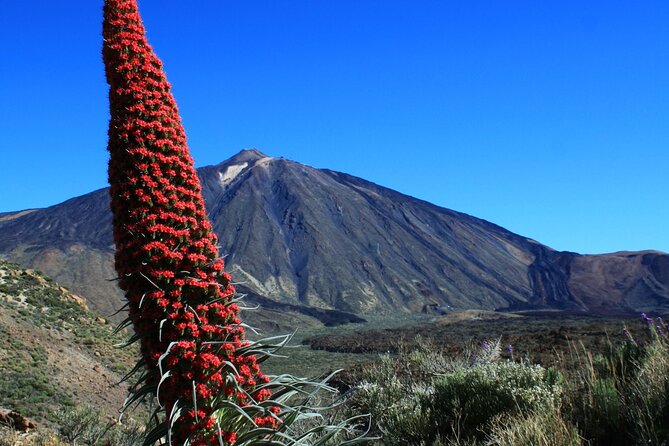 Mount Teide Quad Day Trip in Tenerife National Park - Drivers License and Age Requirements