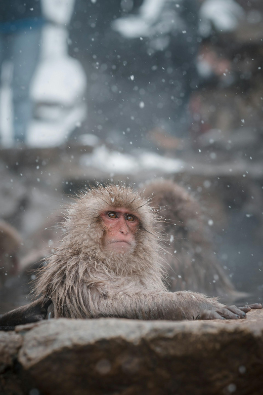 Nagano: Snow Monkeys, Zenkoji Temple & Sake Customized Trip - Sake Tasting Experience