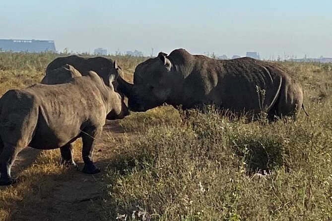 Nairobi National Park,Giraffe Centre, Karen Blixen Museum. - Karen Blixen Museum Exploration