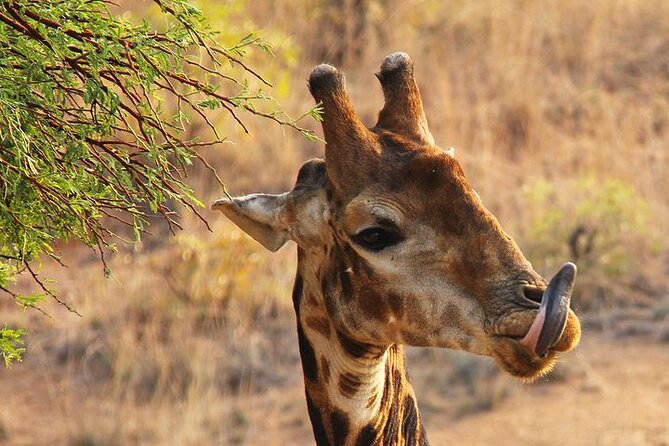 Nairobinational Park, Giraffe Center , Elephant and Blixen Museum - Baby Elephant Encounter