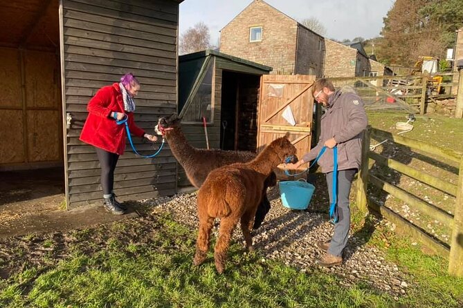 Naze View Farm Alpaca Experience - Engaging With the Alpacas