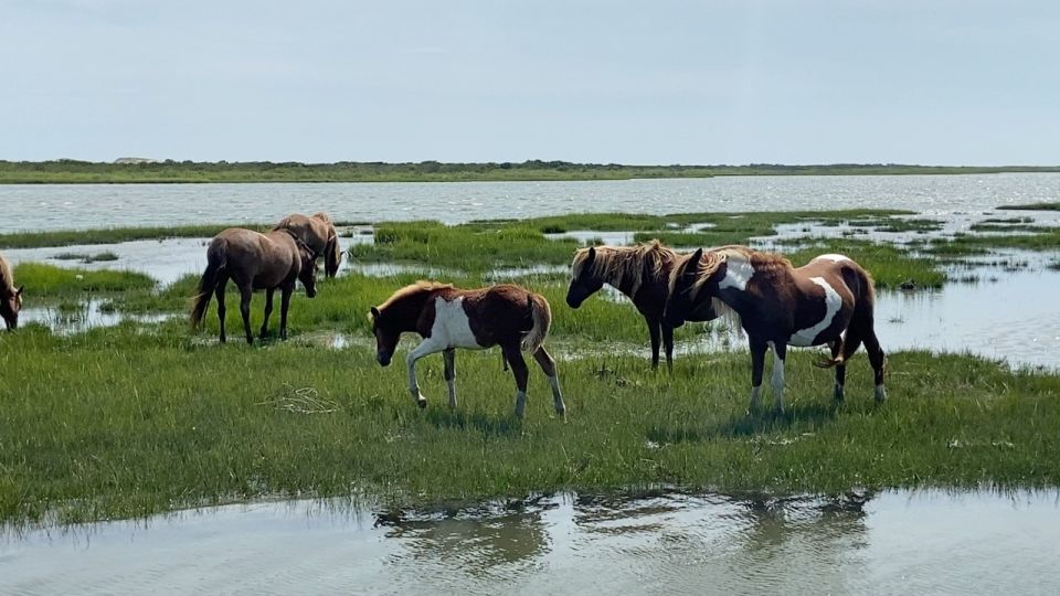 Ocean City: Assateague Island Morning Cruise - Customer Reviews