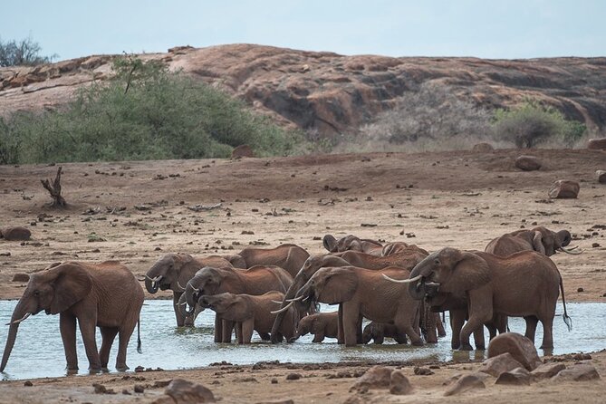 Ol Pejeta Conservancy and Chimpanzee Sanctuary Full-Day Tour From Nairobi - Traveler Feedback