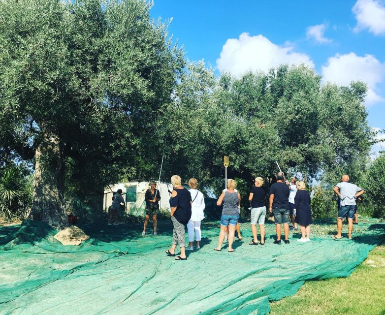 Olive Grove Tour & Olive Oil Tasting and Lunch in Messinia - Olive Oil Tasting