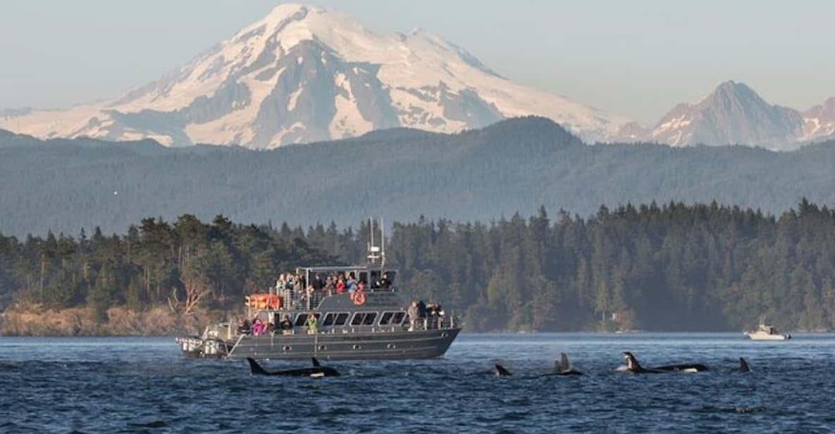 Orcas Island: Whale and Orca Guided Speedboat Tour - Whale-Watching Opportunities