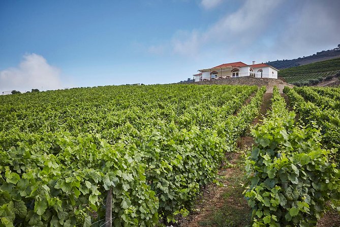 Private Douro Valley Visit to Three Vineyards With Lunch From Porto - Transportation and Pickup