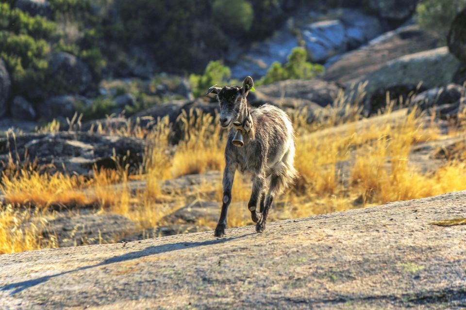 Private Guided Tour to Serra Da Estrela With Accomodation - Cancellation Policy