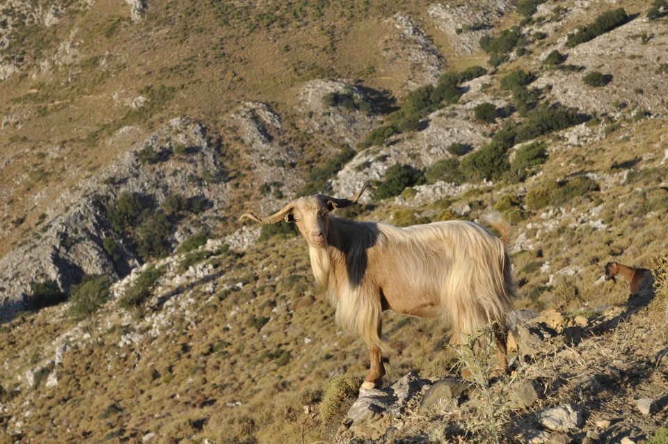 Private Tour Lasithi Zeus Cave Olive Oil Factory &Shepherd - Cultural Insights