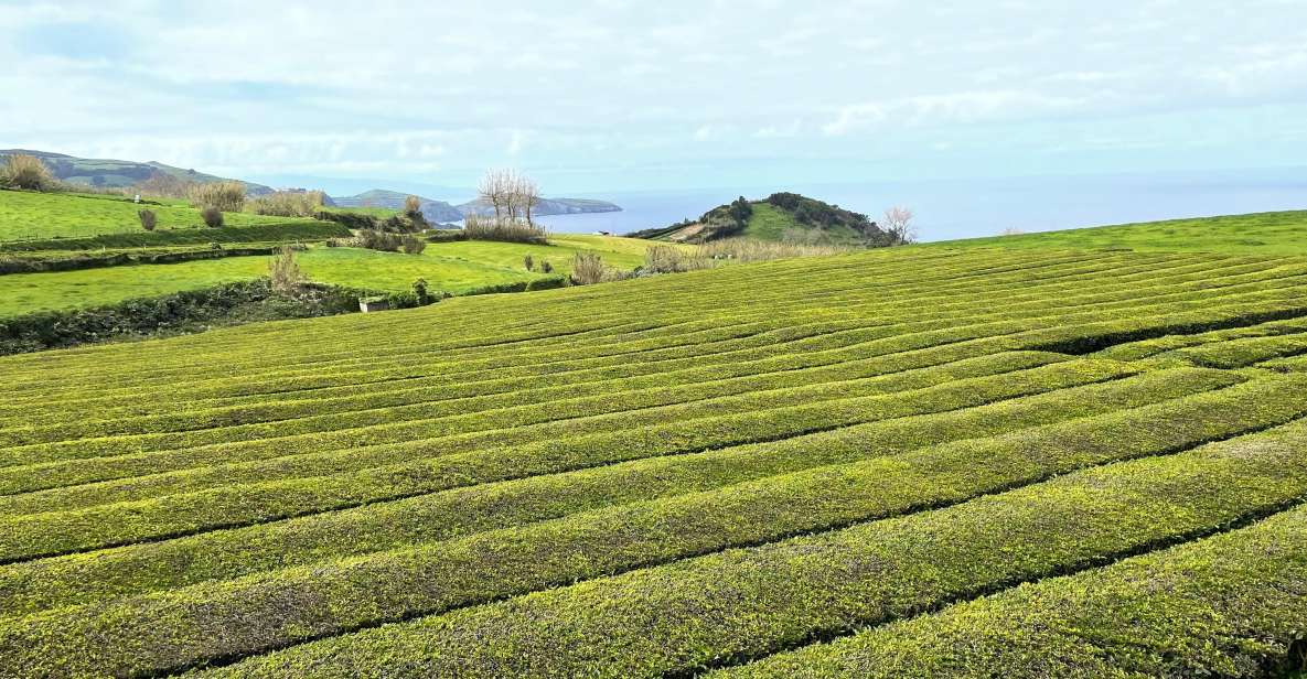 Private Tour of Furnas Valley, Gorreana Tea - Island Gems - Additional Costs