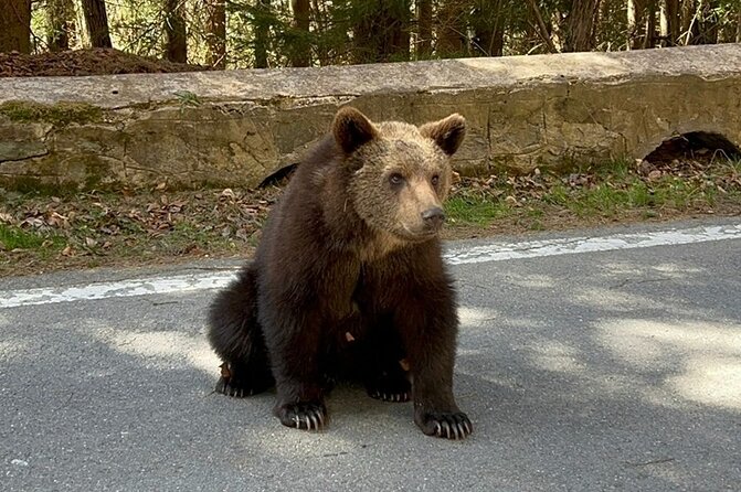 Private Tour to Transfagarasan Road and Wild Brown Bears - Encounter With Wild Brown Bears