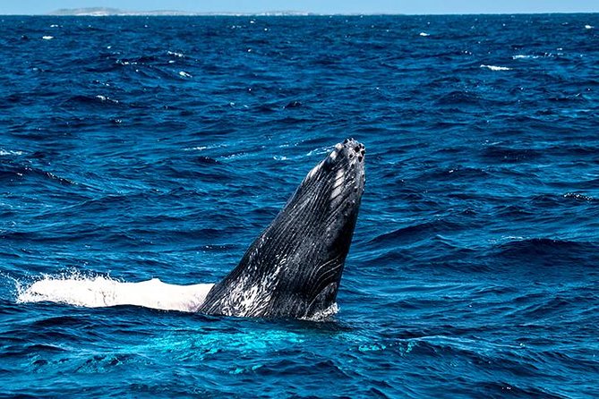 Private Whale Watching Charter (Grand Turk) - Whale Watching Highlights