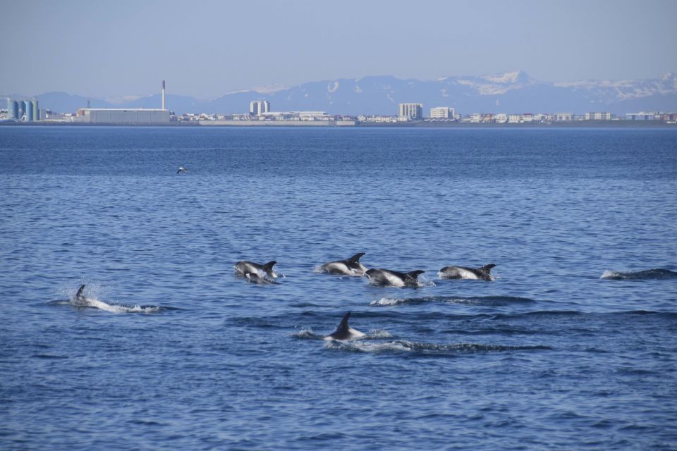 Reykjavik: Whale Watching Tour by Fast Catamaran - Guides Expertise