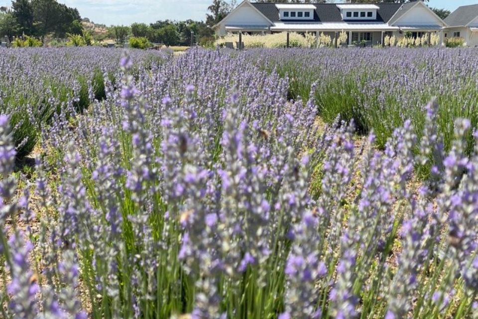 Sacramento: Capay Valley Farm Tour With Lunch & Wine - Seka Hills Olive Mill