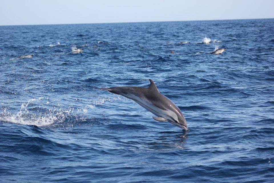 Sagres: Wildlife Tour Dolphins and Caves - Accessibility and Check-in