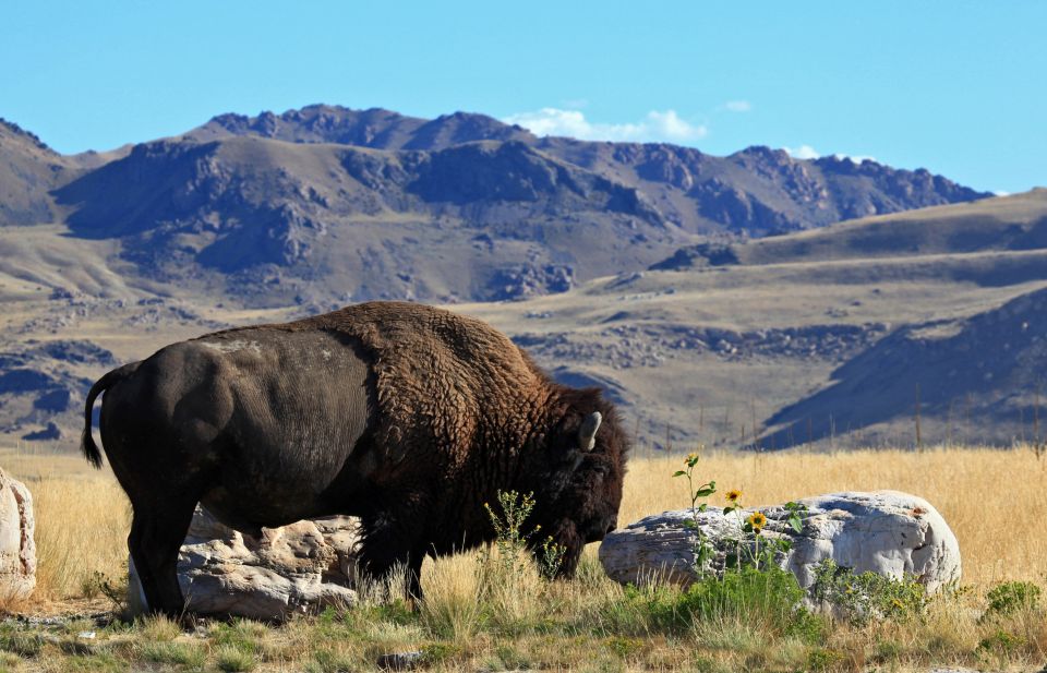 Salt Lake City: Great Salt Lake Antelope Island Guided Tour - Exploring Antelope Island State Park