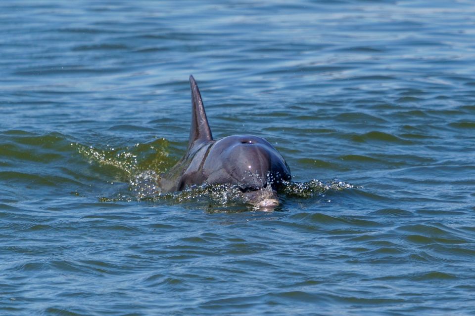 Savannah: Dolphin Spotting and Wildlife Eco Cruise - Customer Reviews and Ratings