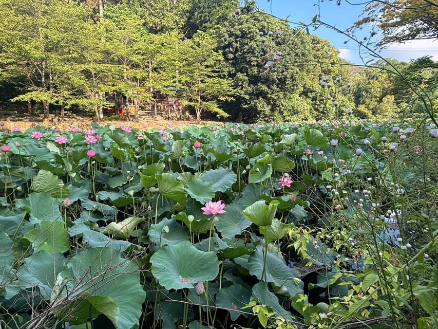 Serene Cycling in Arashiyama: Tour Review - Participant Information