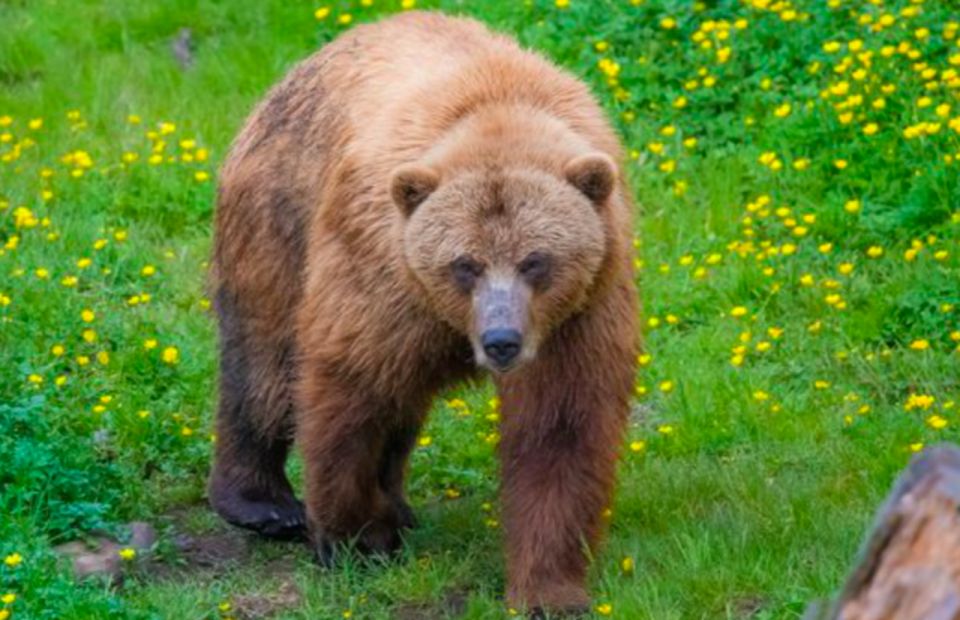 Sitka: Totem Poles, Raptor Centre, & Fortress of Bears Tour - Defending North America During WWII