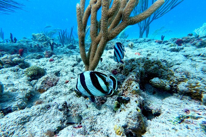 Snorkeling Adventure in Aguadilla - Transportation and Meeting Point