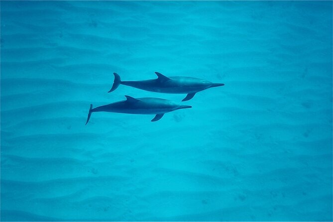 Swim With Dolphins in the West Coast Line of Oahu - Pickup Information