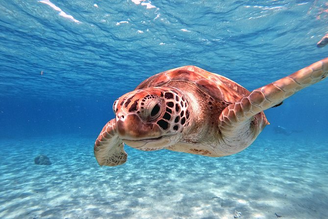 Swimming With Sea Turtles Incl. Pictures. Award Winner - Lowest Price Guarantee