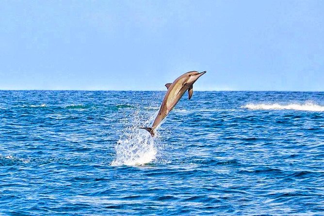 Swimming With Wild Dolphins & Whale Watching With Transportation - Success Rates and Refunds