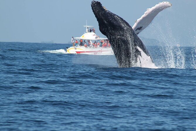 Tour With Whale Watching in Samaná, Beach and Waterfall - Beach and Waterfall Visit