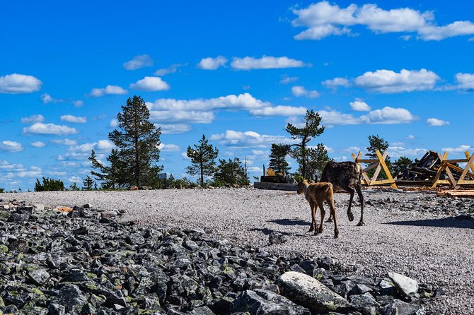 Trip to Pyhä-Luosto National Park and Amethyst Mine - Reviews and Feedback