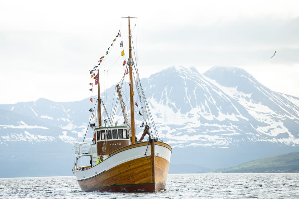 Tromsø: Arctic Light Evening Cruise With Fish Soup - Crew and Language Support