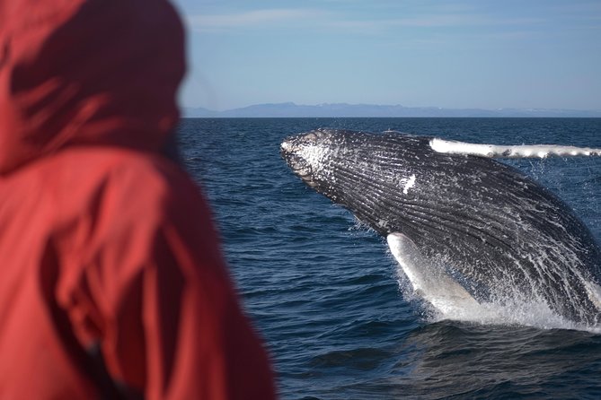 Two-In-One: Whale & Puffin Watching Tours From Reykjavik - Whale Watching Experiences