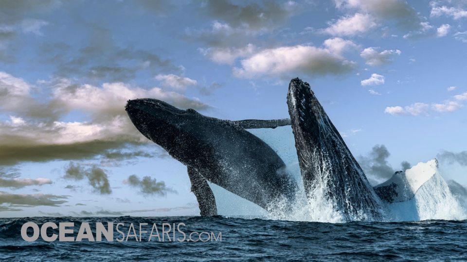 Whale and Wildlife Watching Private and Semi-Private Tours - Intimate Group Experiences