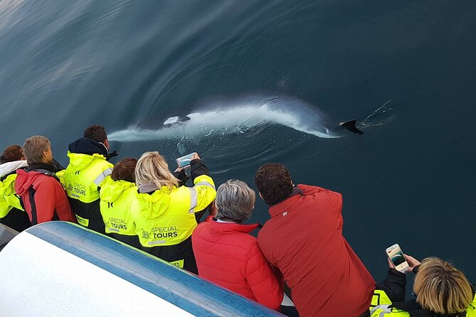 Whale-Watching Boat Tour With Expert Guide From Reykjavik - Whale Sighting Guarantee