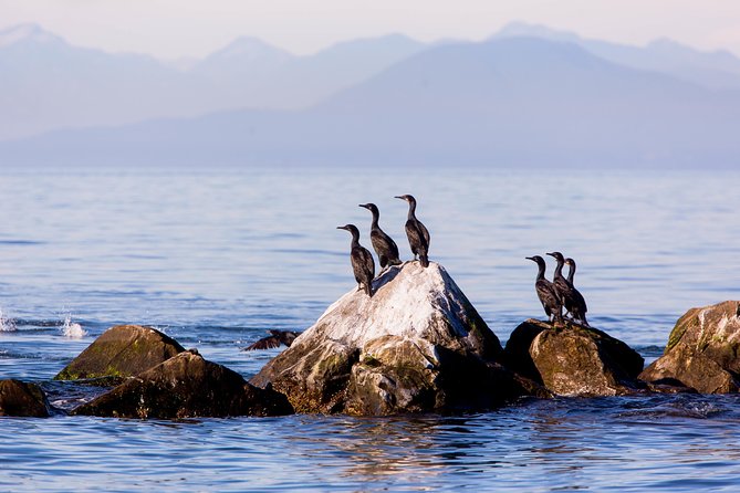 Whale-Watching Tour From Vancouver - Cancellation Policy