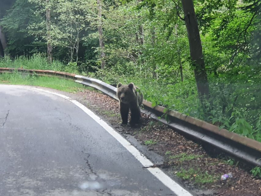 Wild Bears and Dracula Private Day Tour - Vidraru Dam