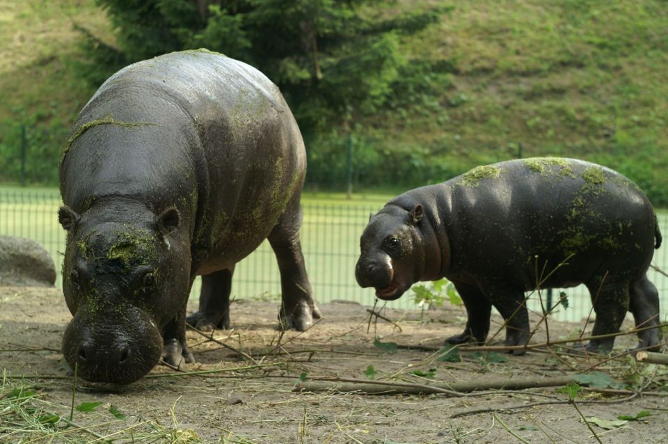 Wroclaw: Zoo With Private Transport and Tickets - Preparing for the Visit