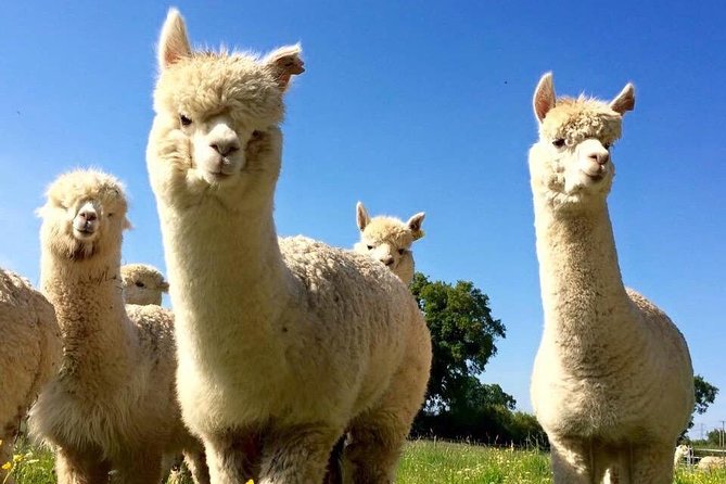 2-Hour Alpaca Farm Experience in Kenilworth - Pricing and Booking