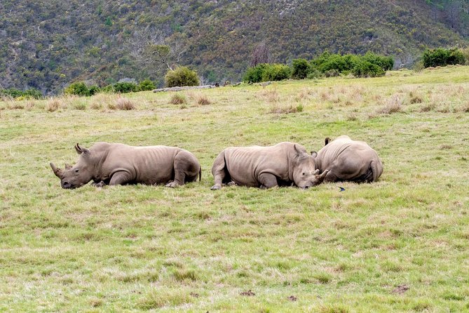 3 Day Garden Routes Best Highlights With Safari From Cape Town - Elephant Observation in Nature