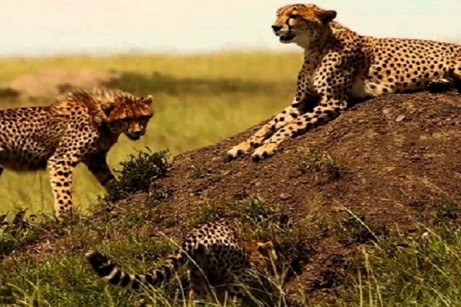 3 Days Masai Mara Safari From Nairobi - Additional Information