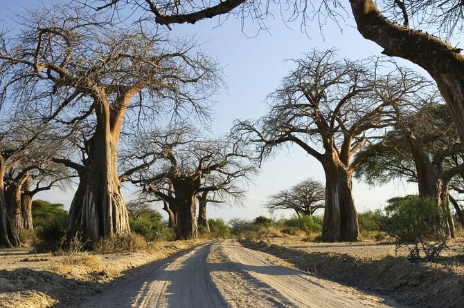 4-Day Budget Tarangire, Serengeti, Ngorongoro Safari Guided Tour - Included Amenities