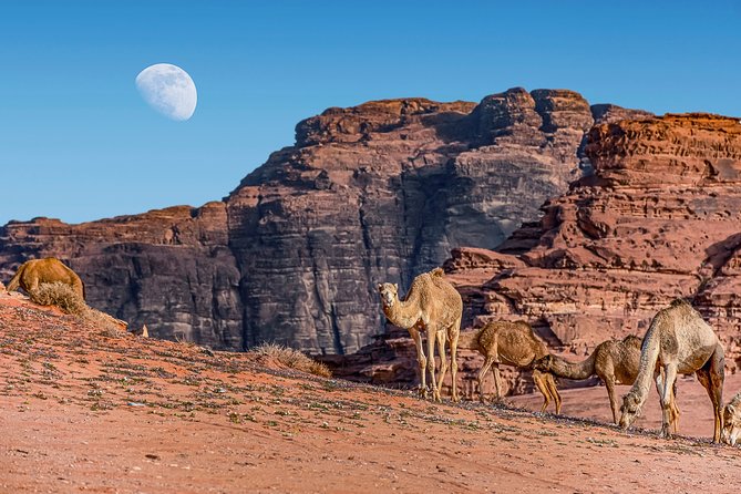 4-Night Jordan Wonders Amman Hotel:Petra,Wadi Rum,Aqaba& Dead Sea - Accommodation Options