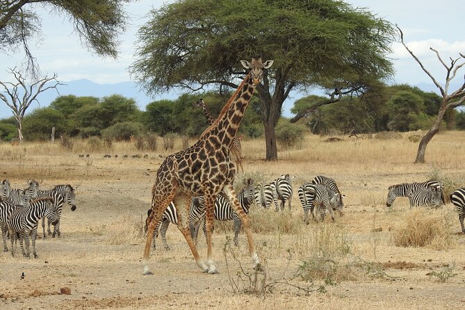 5-Days Lake Manyara, Serengeti, Ngorongoro Crater and Tarangire - Wildlife Observation